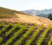 Vineyard rows in the Marlborough hills at golden hour, New Zealand