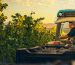 A worker harvesting grapes by tractor at golden hour in a South African vineyard
